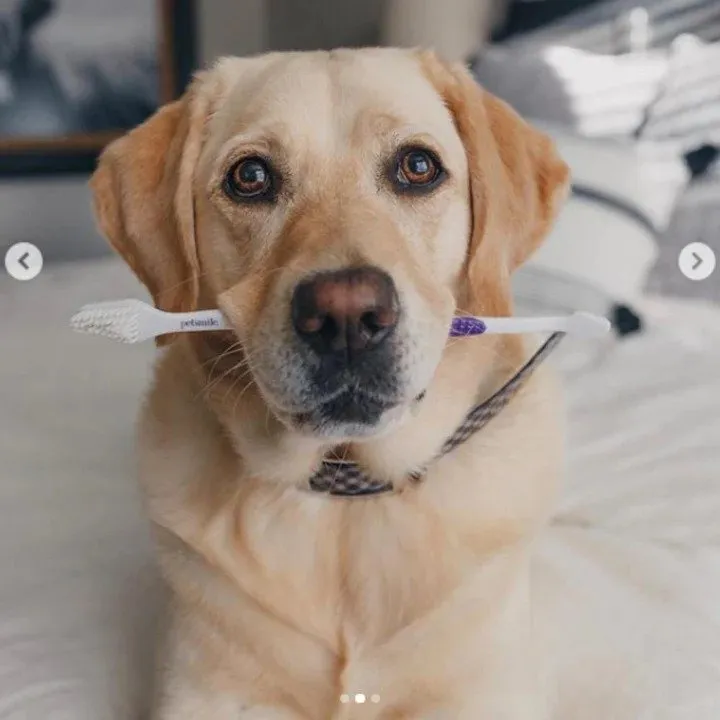 Dog & Cat Toothbrush